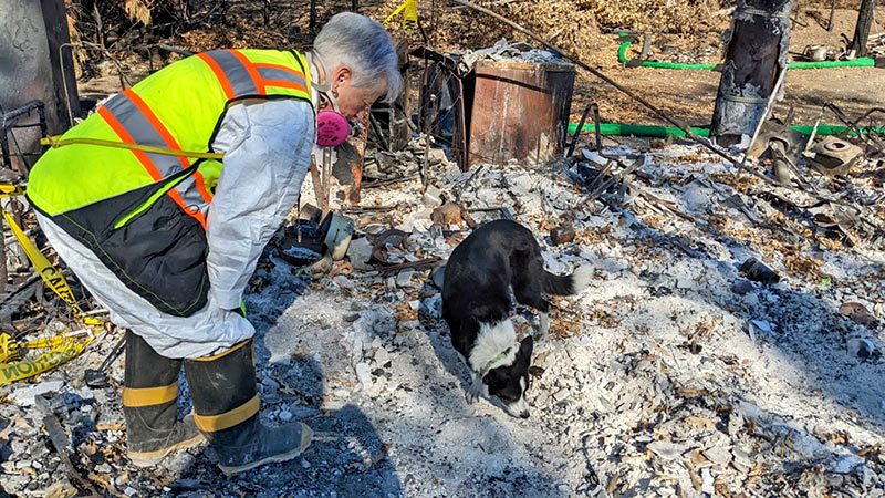 SOULA Archeologists Use Canine Forensics to Find Cremated Remains After Wildfire