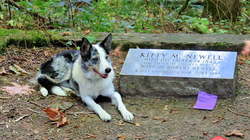 SOULA Trained Dogs Sniff Out Pioneer Era Graves